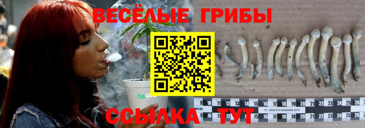 Саянск  Псилоцибиновые грибы Cubensis  Вход с VPN  Псилоцибиновые грибы MAGIC MUSHROOMS 